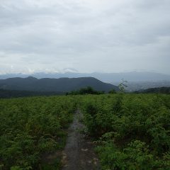 ここまで除草作業をしたところで急に大粒の雨が降り始めやむなく作業終了