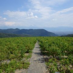 ローズは新枝が伸び始めてこんもりとしています