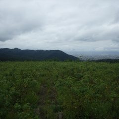 霧雨の降る農場のローズ畑