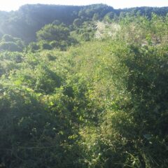 いよいよ最後に残った面の草刈り作業開始
