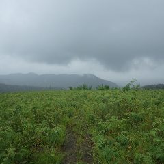 とうとう本降りになってしまい今日の作業終了