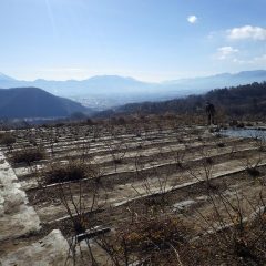 厳寒の中、ローズの剪定が続けられています